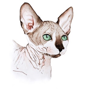 K&ouml;nnte beinhalten: Aquarellmalerei einer Sphynx-Katze. Die Katze hat ein hellbraunes und wei&szlig;es Fell, gro&szlig;e Ohren und auff&auml;llige gr&uuml;ne Augen. Das Kunstwerk ist detailliert und f&auml;ngt die einzigartigen Merkmale und die Hautstruktur der Katze vor wei&szlig;em Hintergrund ein.