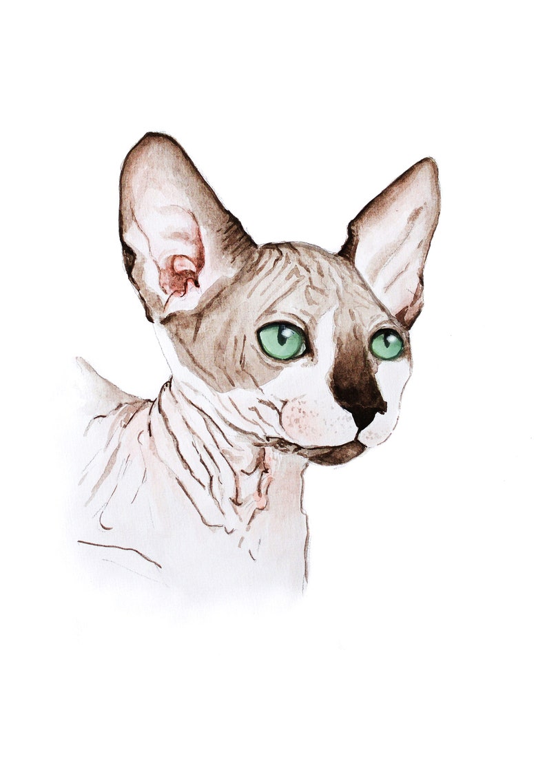 K&ouml;nnte beinhalten: Aquarellmalerei einer Sphynx-Katze. Die Katze hat ein hellbraunes und wei&szlig;es Fell, gro&szlig;e Ohren und auff&auml;llige gr&uuml;ne Augen. Das Kunstwerk ist detailliert und f&auml;ngt die einzigartigen Merkmale und die Hautstruktur der Katze vor wei&szlig;em Hintergrund ein.