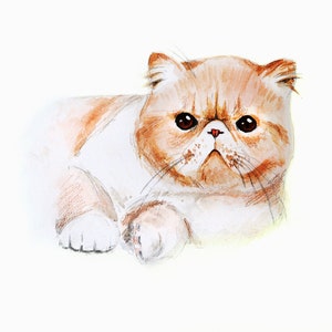 K&ouml;nnte beinhalten: Aquarellmalerei einer rot-wei&szlig;en Exotic Shorthair Katze. Die Katze liegt, mit einem leicht m&uuml;rrischen Gesichtsausdruck. Das Kunstwerk zeigt detaillierte Pinselstriche und weiche Farb&uuml;berg&auml;nge, vor wei&szlig;em Hintergrund.