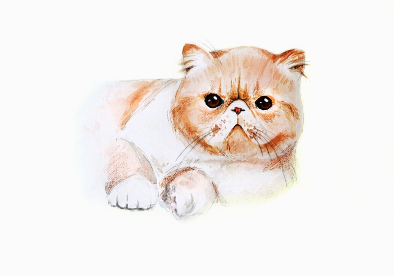 K&ouml;nnte beinhalten: Aquarellmalerei einer rot-wei&szlig;en Exotic Shorthair Katze. Die Katze liegt, mit einem leicht m&uuml;rrischen Gesichtsausdruck. Das Kunstwerk zeigt detaillierte Pinselstriche und weiche Farb&uuml;berg&auml;nge, vor wei&szlig;em Hintergrund.