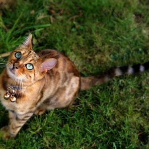 May include: A brown tabby cat with green eyes and a silver collar with bells looks up at something off camera. The cat is sitting in a patch of green grass.