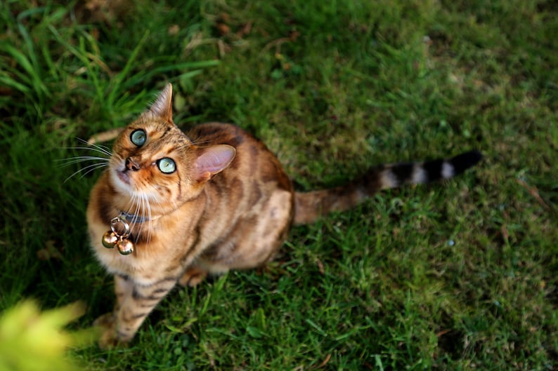 May include: A brown tabby cat with green eyes and a silver collar with bells looks up at something off camera. The cat is sitting in a patch of green grass.