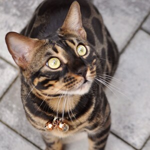 May include: A brown and black tabby cat with green eyes wearing a gold collar with bells looks up at the camera.