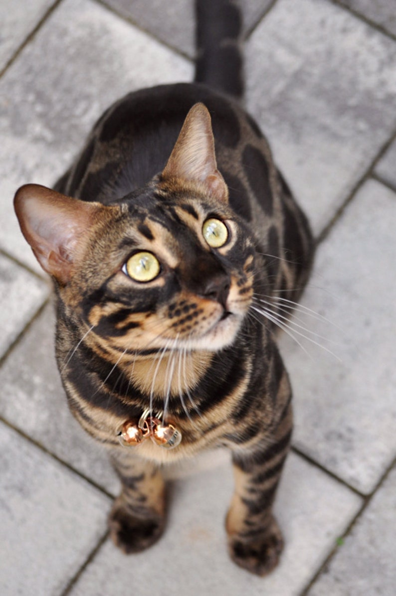 Extra Loud Cat & Dog Bells Pet Tracker Save Birds and Wildlife, Handmade Copper image 7