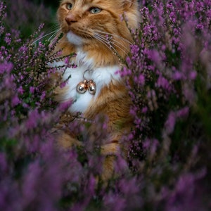 May include: A ginger cat with white fur on its chest and belly sits in a field of purple heather flowers. The cat is wearing a collar with two silver bells.