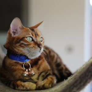 May include: A brown tabby cat with green eyes wearing a blue collar with a bell charm. The cat is lying on a brown, textured surface.