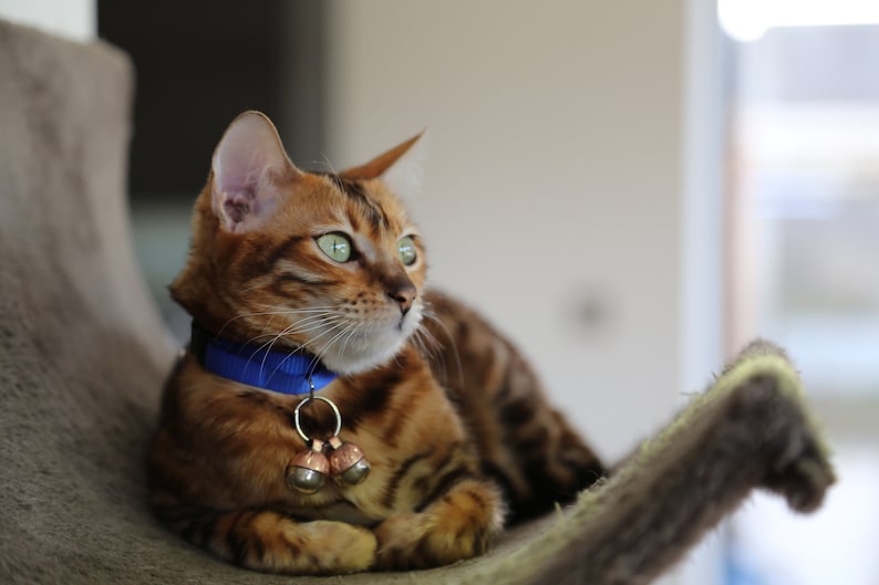 May include: A brown tabby cat with green eyes wearing a blue collar with a bell charm. The cat is lying on a brown, textured surface.