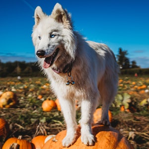 May include: A white dog with blue eyes stands on top of a large orange pumpkin in a field of pumpkins.