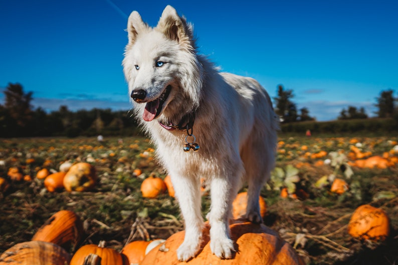 May include: A white dog with blue eyes stands on top of a large orange pumpkin in a field of pumpkins.