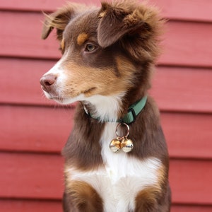 May include: A brown and white Australian Shepherd puppy with floppy ears sits in front of a red wooden wall. The puppy is wearing a green collar with two gold bells.