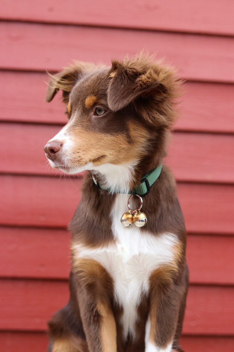 May include: A brown and white Australian Shepherd puppy with floppy ears sits in front of a red wooden wall. The puppy is wearing a green collar with two gold bells.