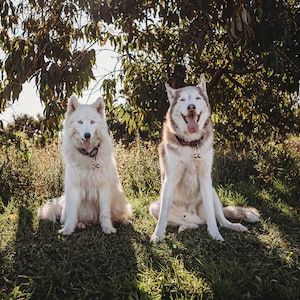 May include: Two white and brown Siberian huskies sitting in a grassy field. The dog on the left is white with brown markings on its ears and tail. The dog on the right is brown and white with blue eyes. Both dogs are wearing collars with bells.