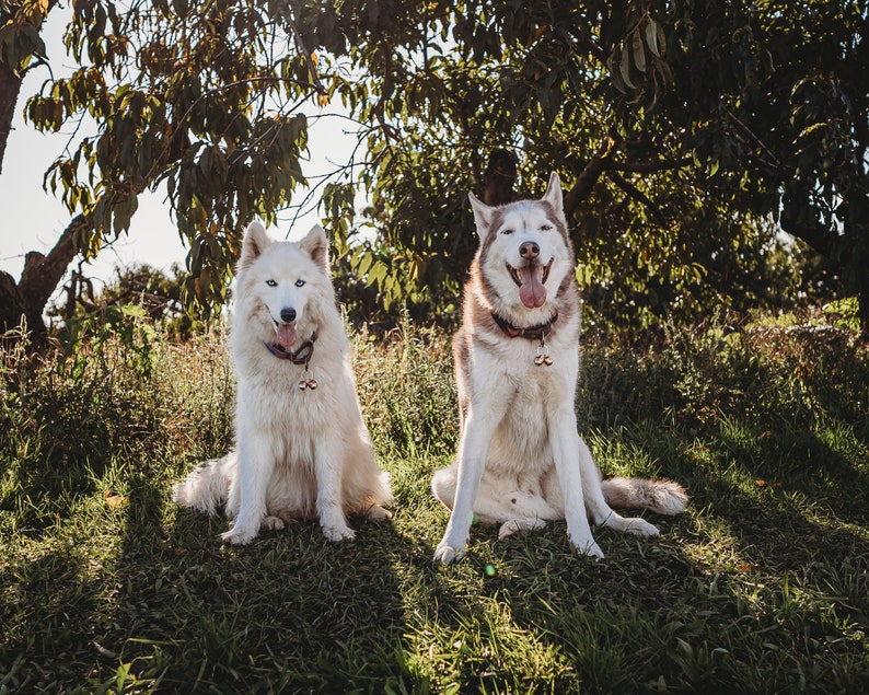 May include: Two white and brown Siberian huskies sitting in a grassy field. The dog on the left is white with brown markings on its ears and tail. The dog on the right is brown and white with blue eyes. Both dogs are wearing collars with bells.
