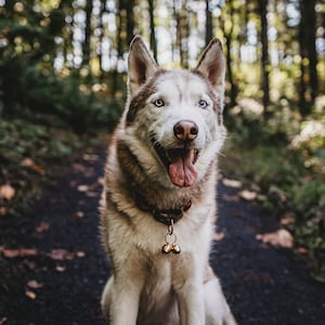 May include: A white and brown husky dog with blue eyes sits on a path in a forest. The dog is wearing a brown leather collar with a bell attached.
