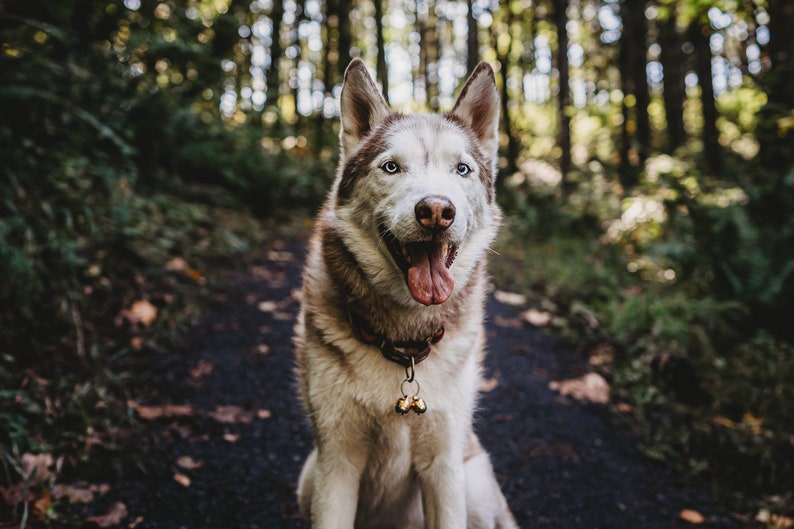 May include: A white and brown husky dog with blue eyes sits on a path in a forest. The dog is wearing a brown leather collar with a bell attached.