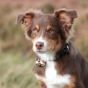 May include: A brown and white Australian Shepherd puppy with brown eyes, wearing a green and black collar with a bell. The puppy is looking to the left of the frame.