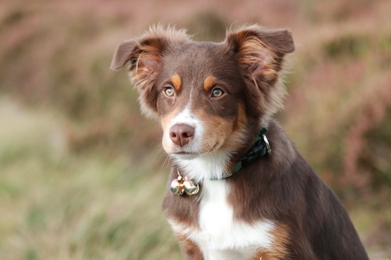 May include: A brown and white Australian Shepherd puppy with brown eyes, wearing a green and black collar with a bell. The puppy is looking to the left of the frame.