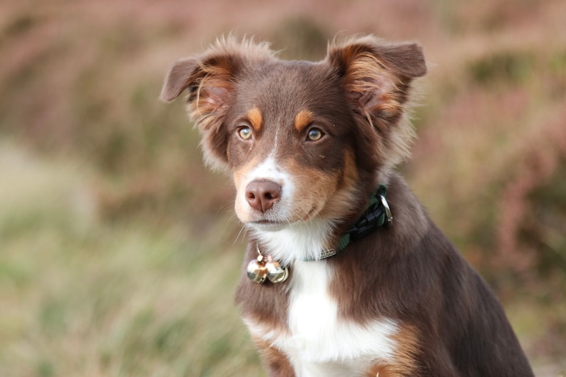 Cloches très puissantes pour chat et chien Traqueur d'animal de compagnie Sauvez les oiseaux et la faune, cuivre fait main Medium