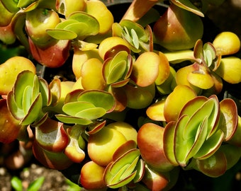 Kalanchoe Succulent -Fine Art Photography | Print or Framed
