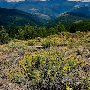 Mountain Wild Flowers, Vail, Colorado - Fine Art Photography | Print or Framed