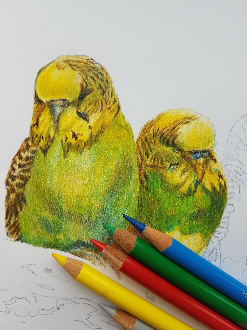 Parrot painting CUSTOM pet portrait colored pencil drawing Etsy