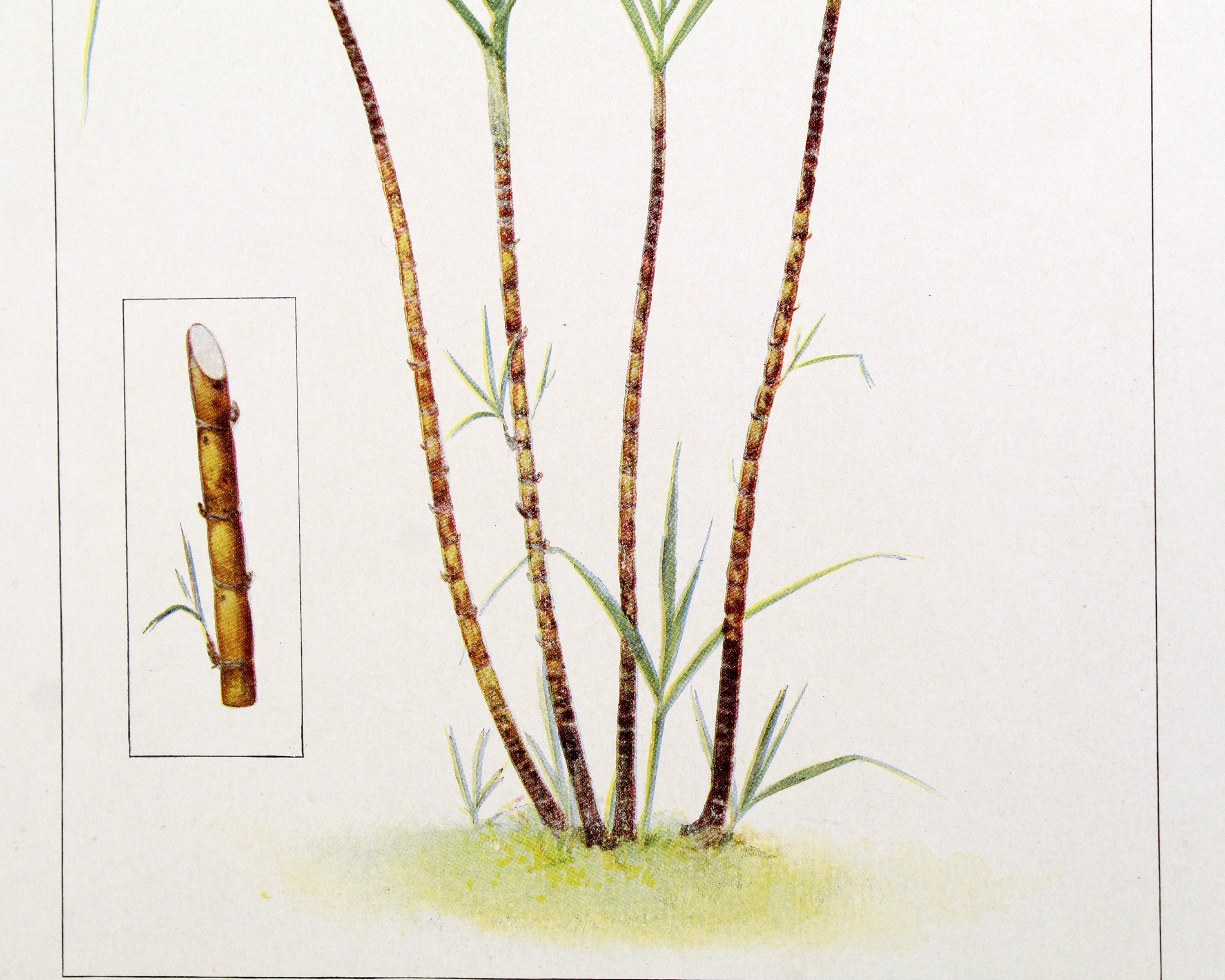 Sugar Cane Antique Wall Art for the Foodie in Your Life Etsy