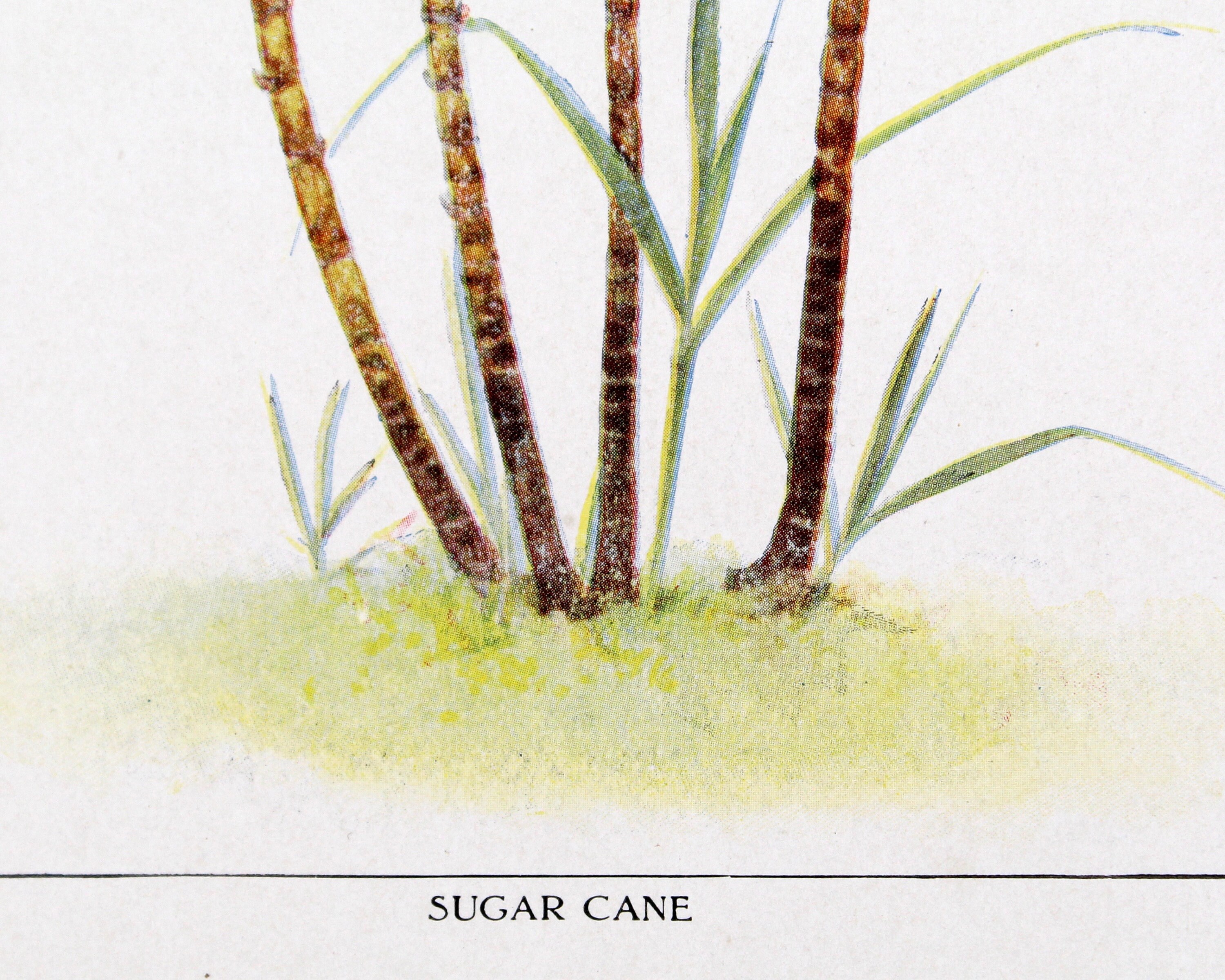 Sugar Cane Antique Wall Art for the Foodie in Your Life Etsy