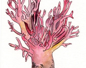 R. araiospora (Red Coral Fungus) Mushroom Original Painting