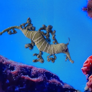 Leafy seadragon (knitting pattern)