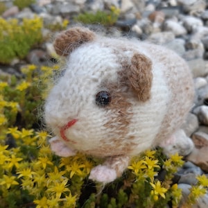 Guinea pig knitting pattern image 1