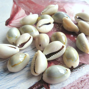 Può includere: Una collezione di conchiglie di cauri lisce, bianche con una leggera sfumatura verde e segni marroni. Le conchiglie sono disposte su una superficie strutturata.