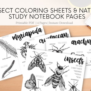 Arthropods Coloring Sheets, Insects Coloring Pages, Printables Science Worksheets, Nature Study, Homeschool, Memory, Notebooking, Unit Study