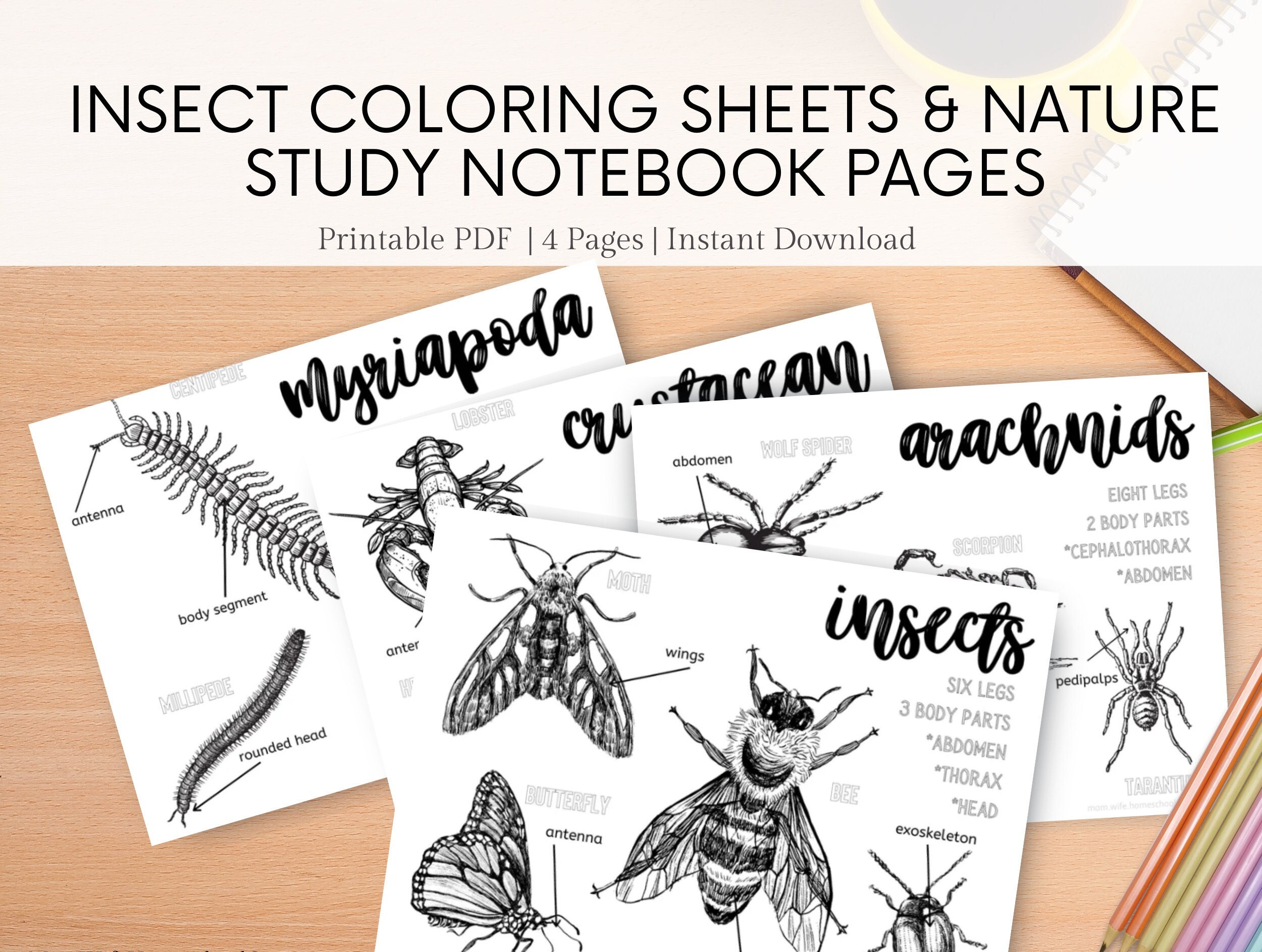 parts of an insect coloring page