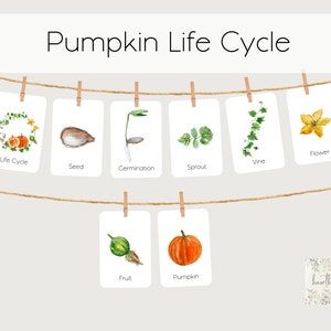 Tarjetas didácticas del ciclo de vida de la calabaza, tarjetas didácticas de estudio de la naturaleza, imprimibles de la naturaleza, educación en el hogar, educación en el hogar de Charlotte Mason, estudio de la naturaleza de otoño