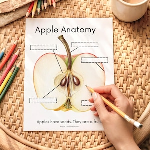 Apple Anatomy Worksheets | Nature Study | Anatomy of an Apple, Charlotte Mason Homeschool Worksheets, Nature Journaling, Science Notebook