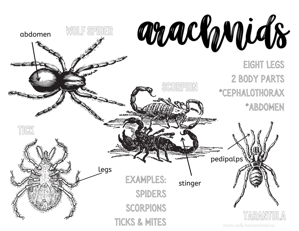 Arthropods Coloring Sheets - Etsy