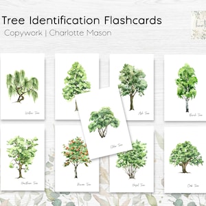 Flashcards de identificação de árvores, cartões flash de estudo da natureza, imprimíveis da natureza, ensino em casa, Charlotte Mason ensino em casa, digital, para impressão