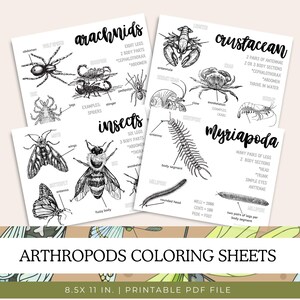Arthropods Coloring Sheets, Insects Coloring Pages, Printables Science Worksheets, Nature Study, Homeschool, Memory, Notebooking, Unit Study