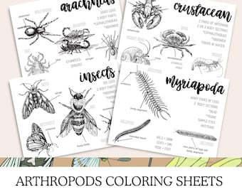 Arthropods Coloring Sheets, Insects Coloring Pages, Printables Science Worksheets, Nature Study, Homeschool, Memory, Notebooking, Unit Study