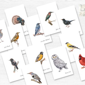 Flashcards de identificação de pássaros, cartões flash de estudo da natureza, imprimíveis da natureza, ensino em casa, Charlotte Mason Homeschooling, pássaros norte-americanos