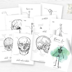 Human Anatomy Worksheets | Homeschool Science | Coloring Book | Coloring Pages | Anatomy Coloring Pages | High School Biology | Printable