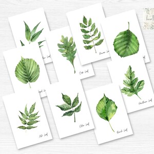 Leaf Identification Flashcards, Nature Study Flash Cards, Nature Printables, Homeschool, Charlotte Mason Homeschooling, Digital, Printable