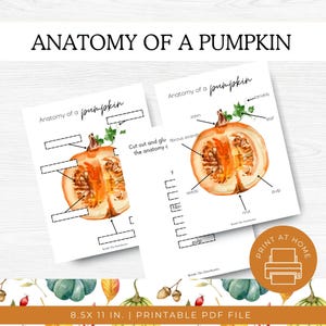 Anatomia dyni, pobierz natychmiast | Anatomia dyni | Studium przyrody | Jesienna aktywność dla dzieci | Charlotte Mason, Materiały do druku dla edukacji domowej