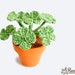 see more listings in the Ebook -> pot flowers M section