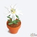 see more listings in the Ebook -> pot flowers M section