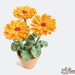 see more listings in the Ebook -> pot flowers L section