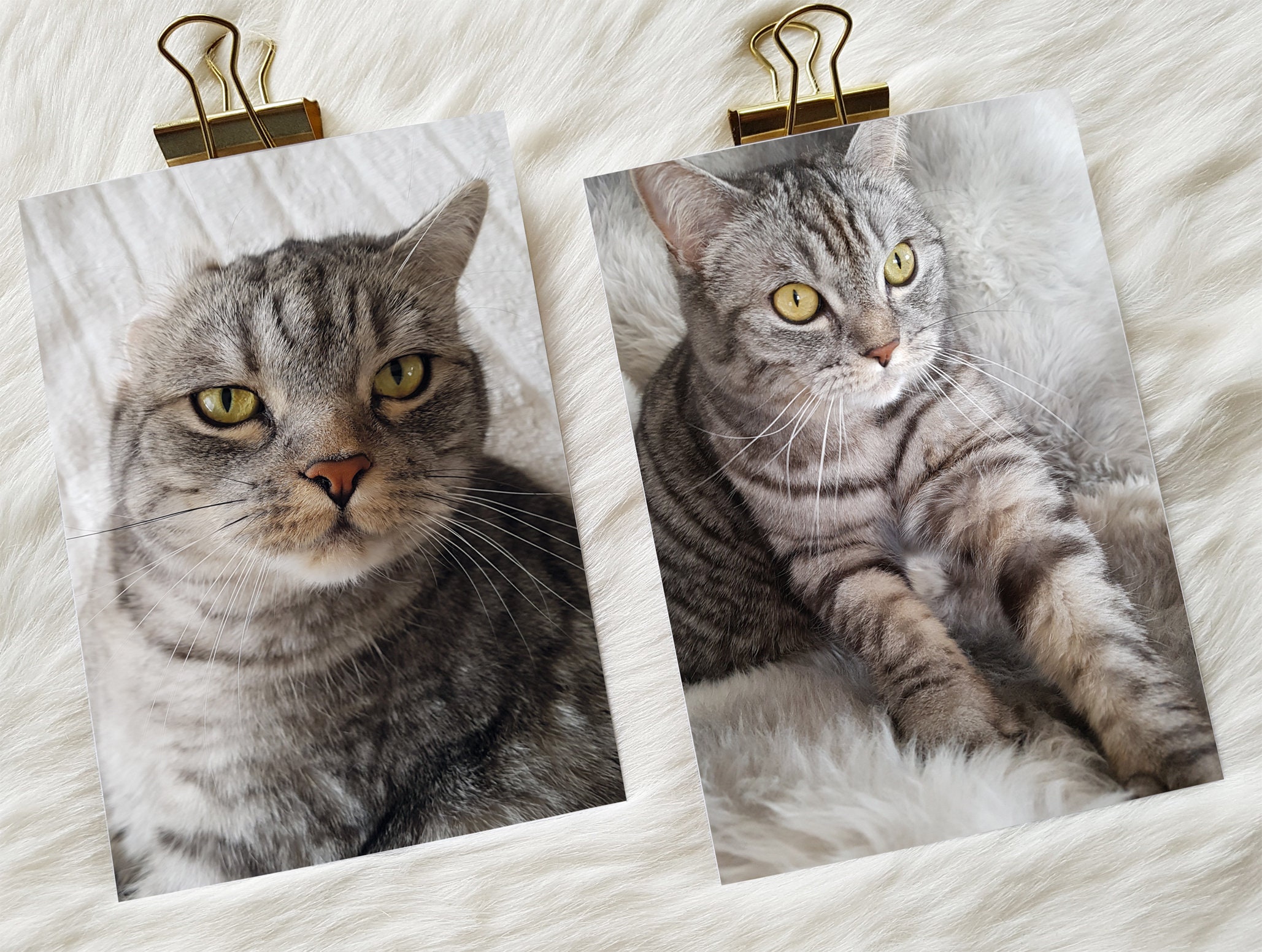Karten für Katzenfans: Einohrkater und Hygge-Katze Katzen | Etsy