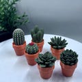 Cactus Clickers & Succulent Spinners Fidgets: Satisfying Sensory Toys for Stress Relief and Focus