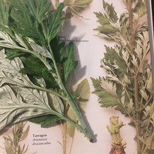 May include: Close-up of three different types of herbs: Tarragon, Mugwort, and Mary. The herbs are arranged on a white background with their scientific names printed below each herb.