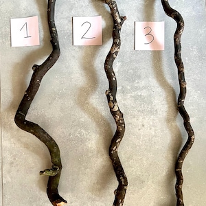 May include: Three dark brown, curved tree branches with textured bark are shown against a grey background. Each branch has a unique shape. Small pink cards with the numbers 1, 2, and 3 are placed near each branch.